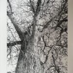 Lucy Cooper Pen Looking up a Tree