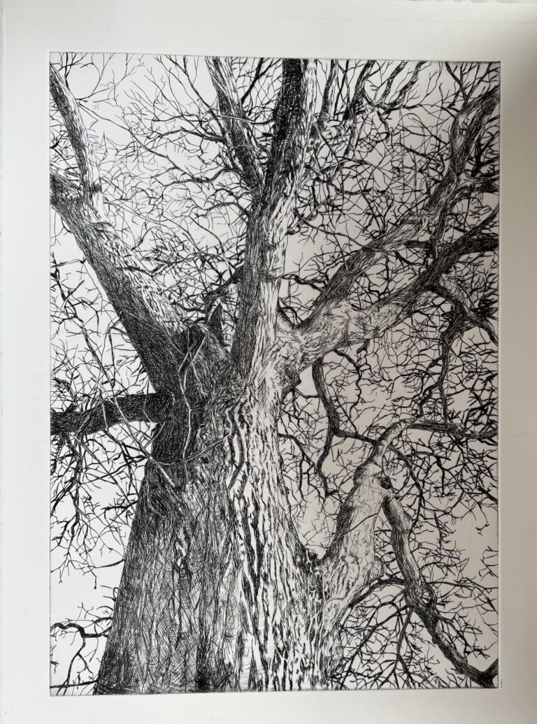 Lucy Cooper Pen Looking up a Tree