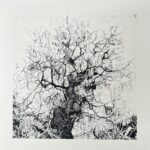 Lucy Cooper Tree